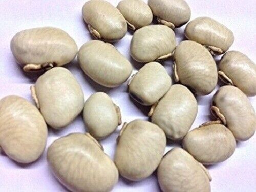 White & Black Kaunch Seeds Mucuna Pruriens Indian Velvet Bean Konch Beej 100g