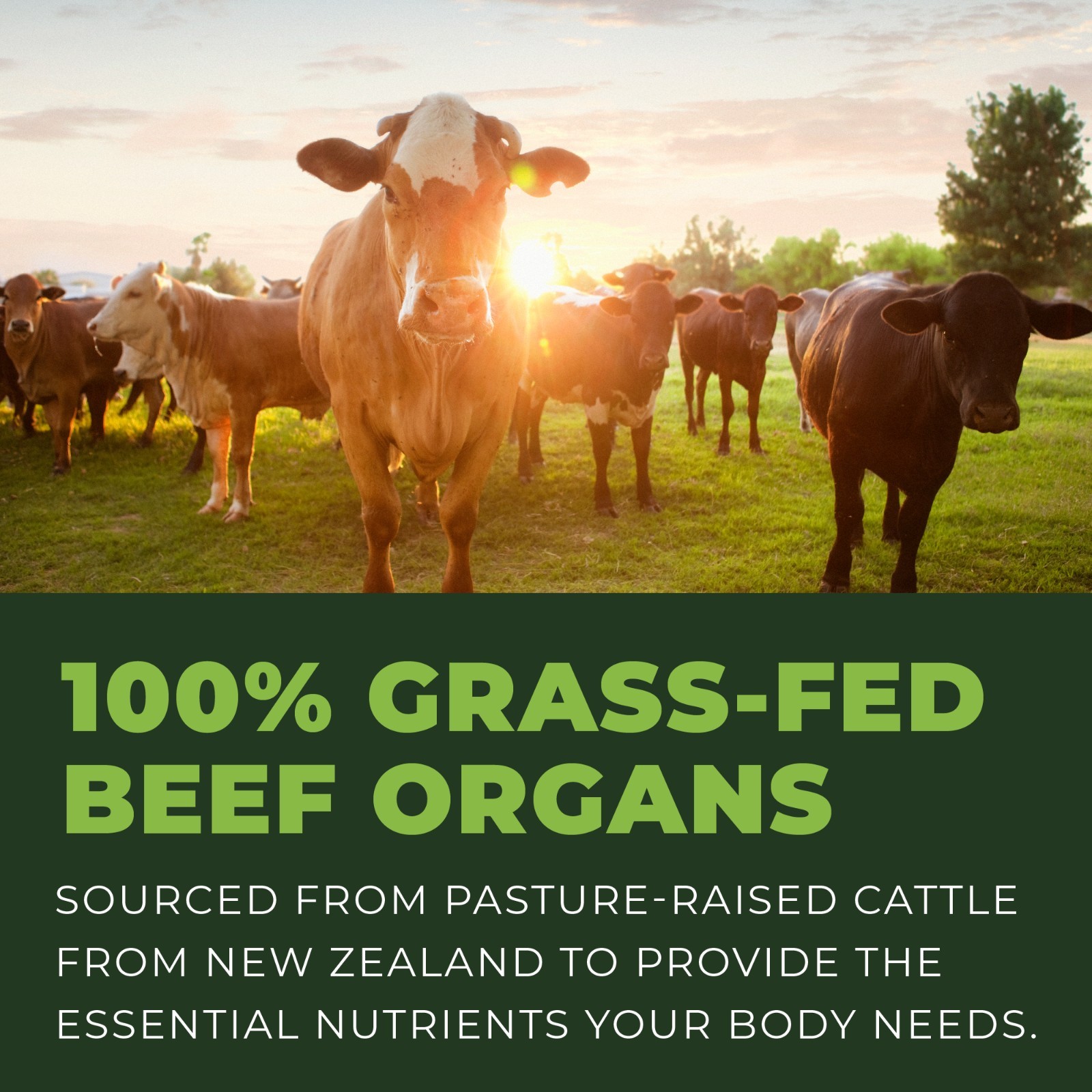 Beef Organ Supplement Grass Fed 7 Beef Organs Complex fr New Zealand Liver 180ct