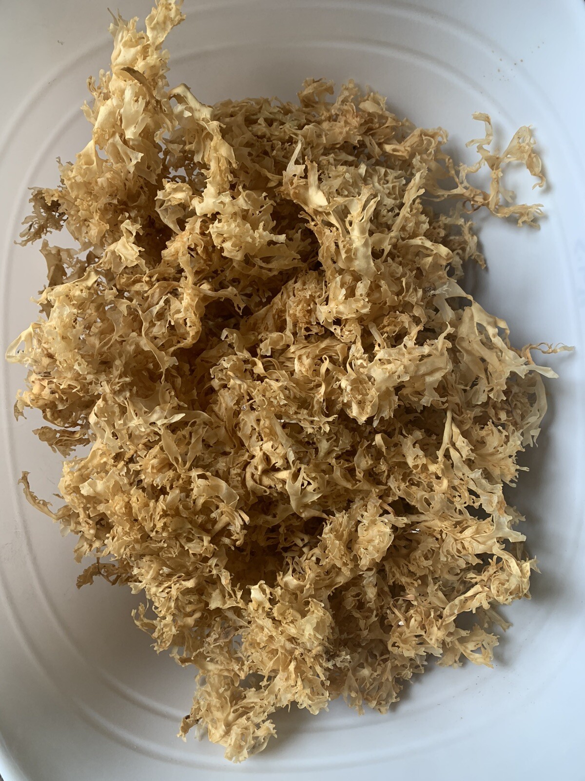 Real Irish sea moss (CHONDRUS CRISPUS) from Canada 4oz – Dr. Sebi Recommended