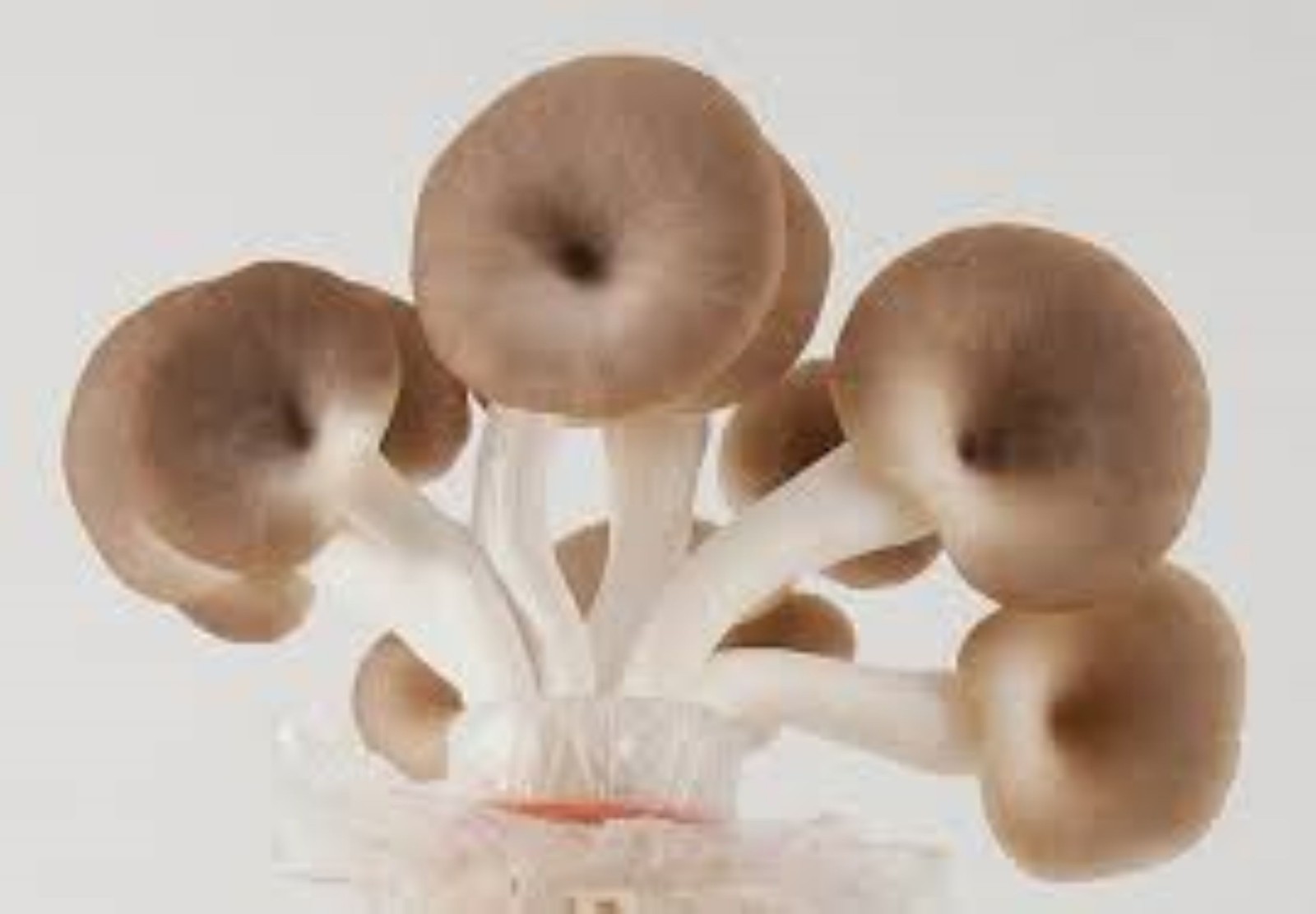 4-Type Thai Mushroom Powder – Immune Support, Vegan Umami & Cooking Boost!