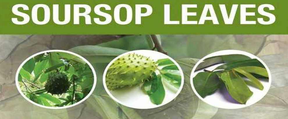 Adaptogenic Herbs Capsules – Graviola Leaf 650mg – Graviola Health Now 3B