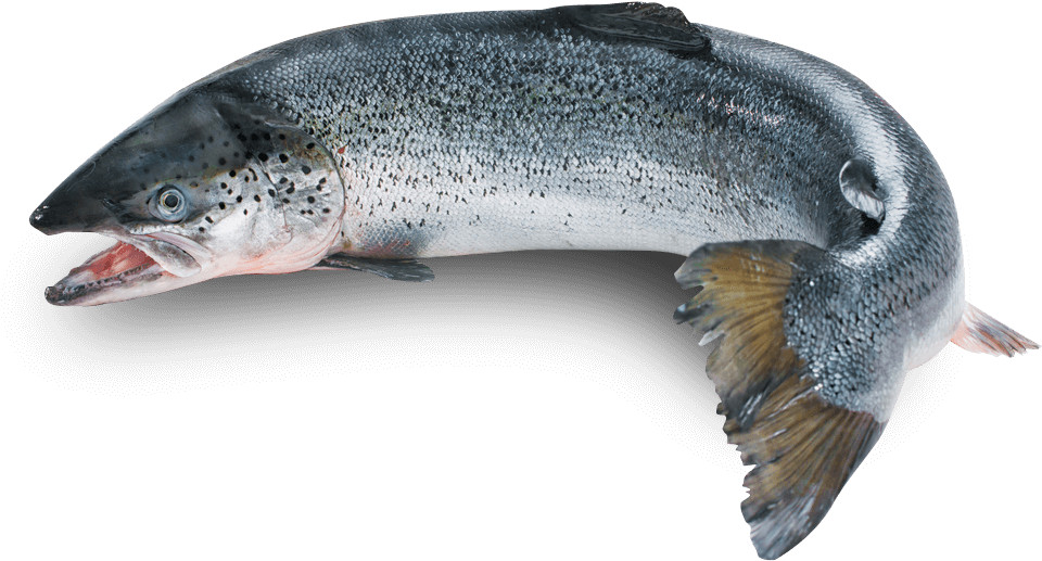 anti inflammation eating – WILD ALASKAN SALMON – omega and dha 2B