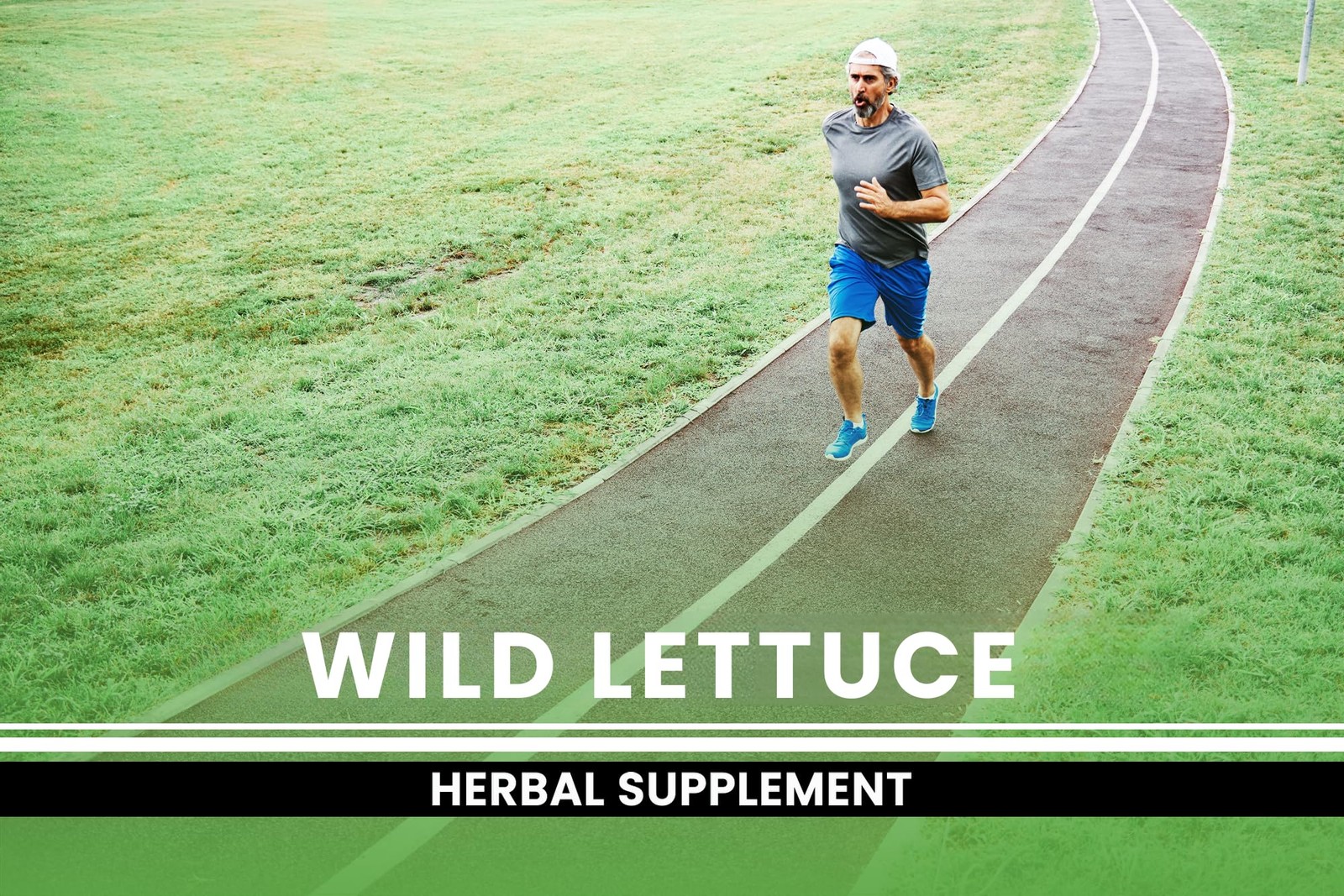 PURE ORIGINAL INGREDIENTS Wild Lettuce (365 Capsules) 365 Count (Pack of 1)