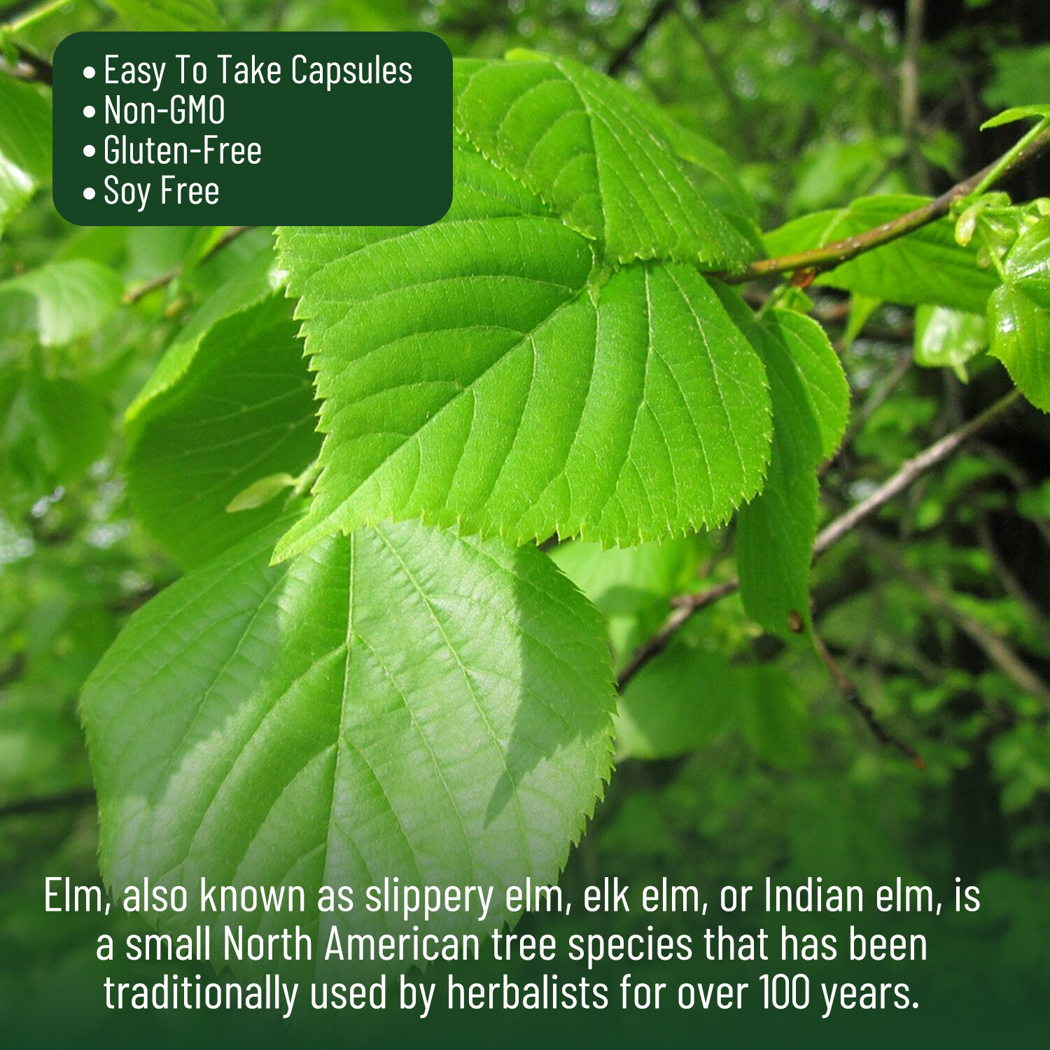 Slippery Elm-Support Digestive Health, Gut Health, Digestive Constipation Relief