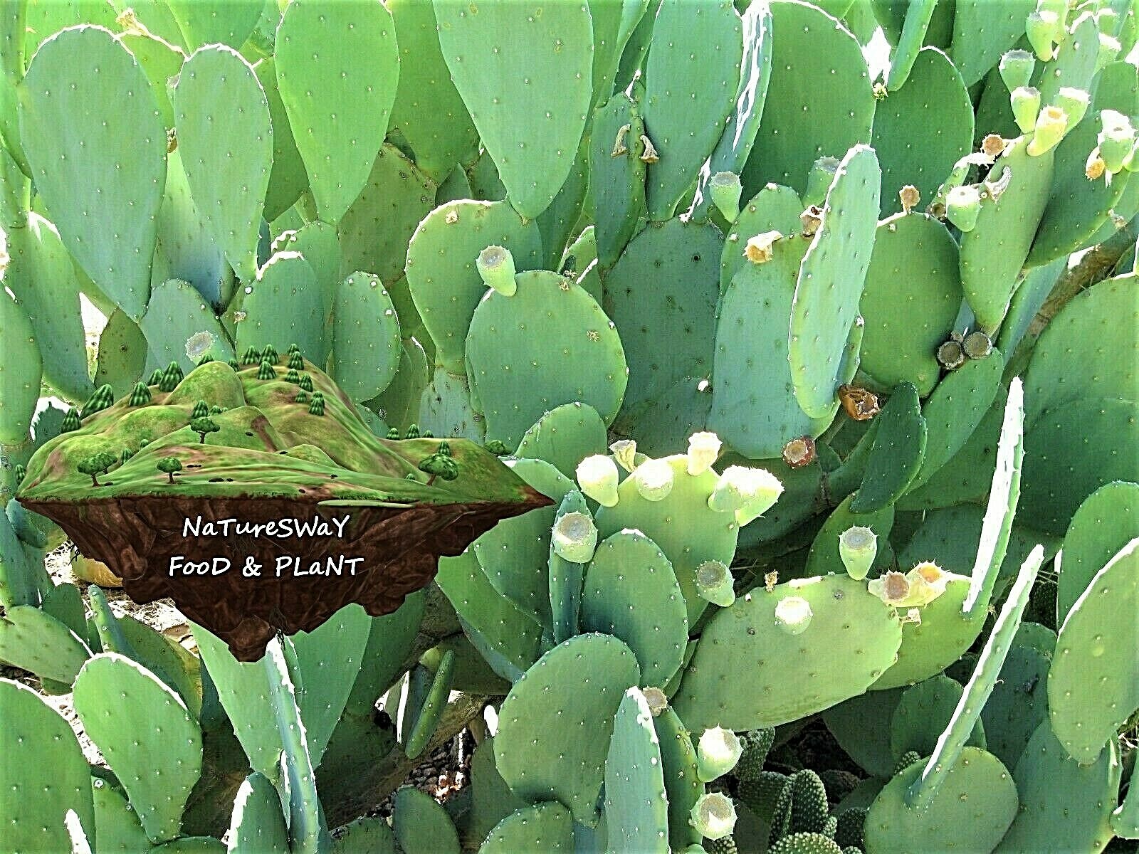 Organic Prickly Pear Cactus 8 LG Pads Spineless