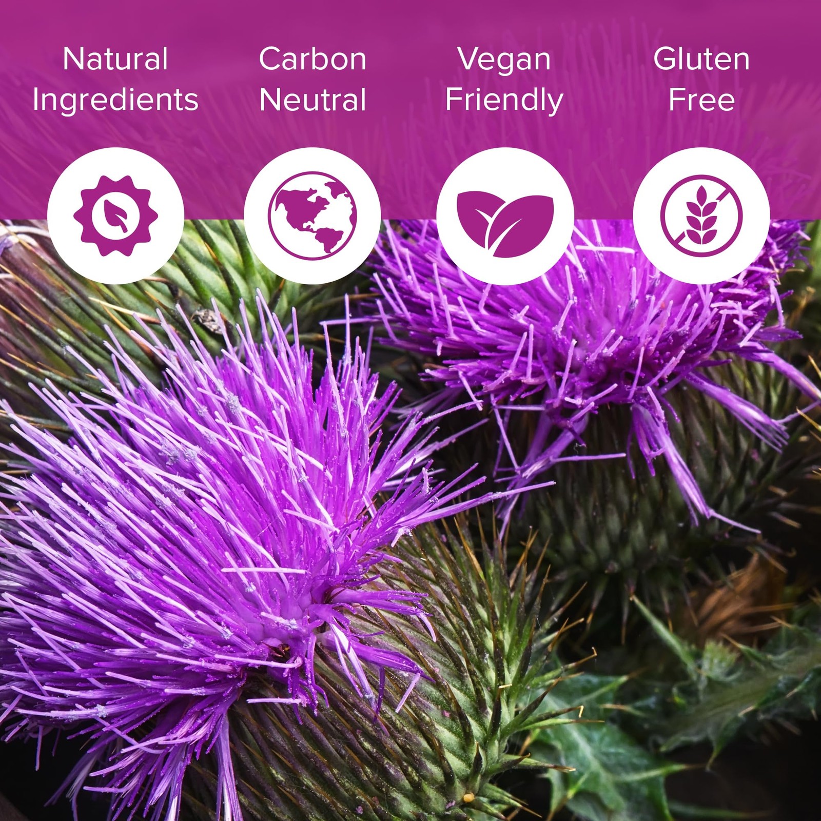 Natural Foundation Milk Thistle Supplement 70mg 240 Tablets USA 100:1 Extract
