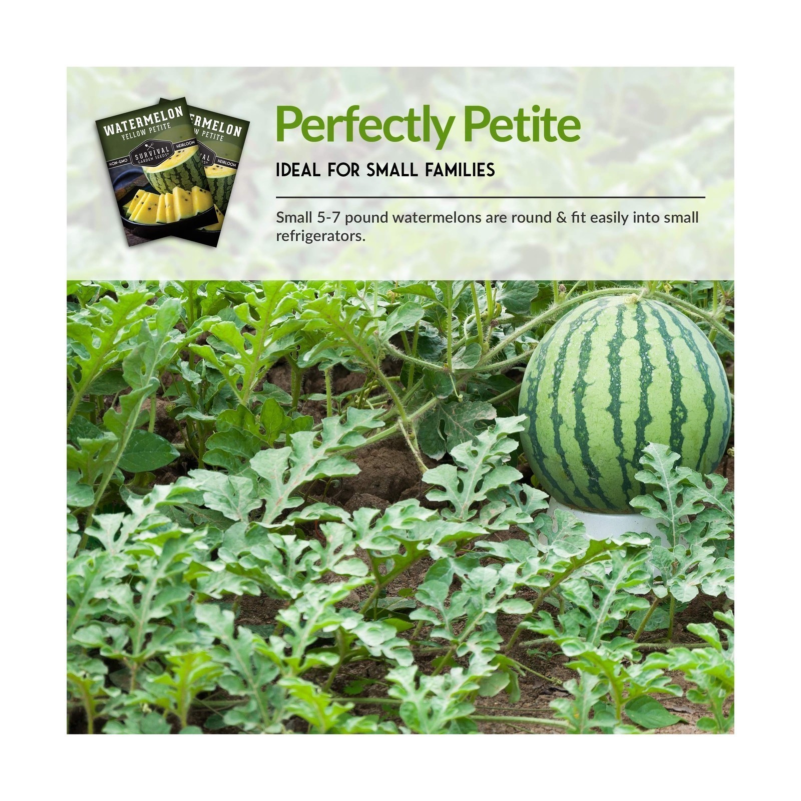 Yellow Petite Watermelon Seed for Planting 1Pack w/Instructions Non-GMO Heirloom