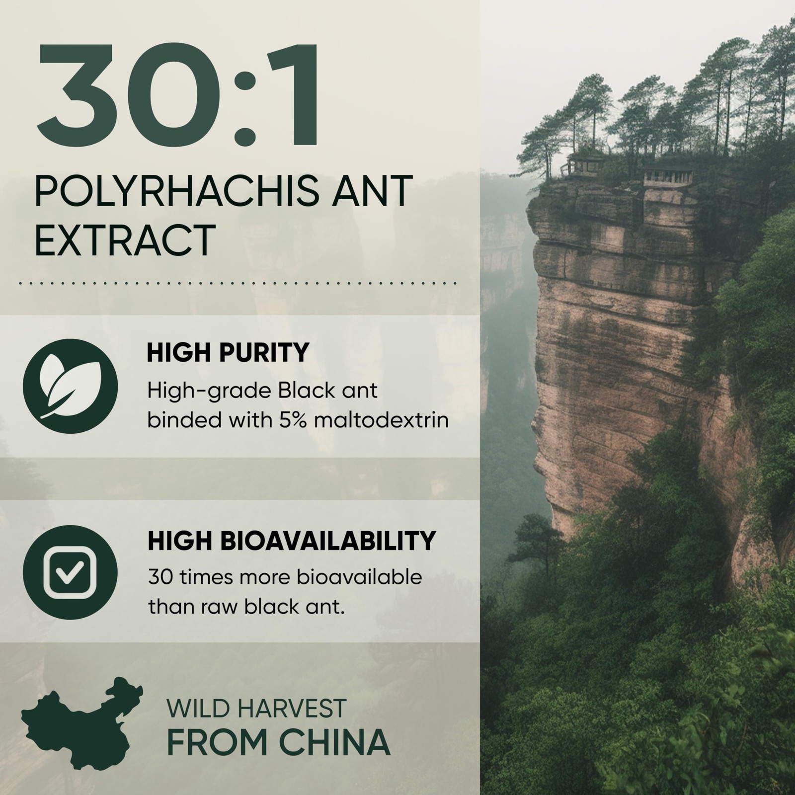 Jungle Powders Black Ant Extract Powder 301 5 Ounces 94 Servings