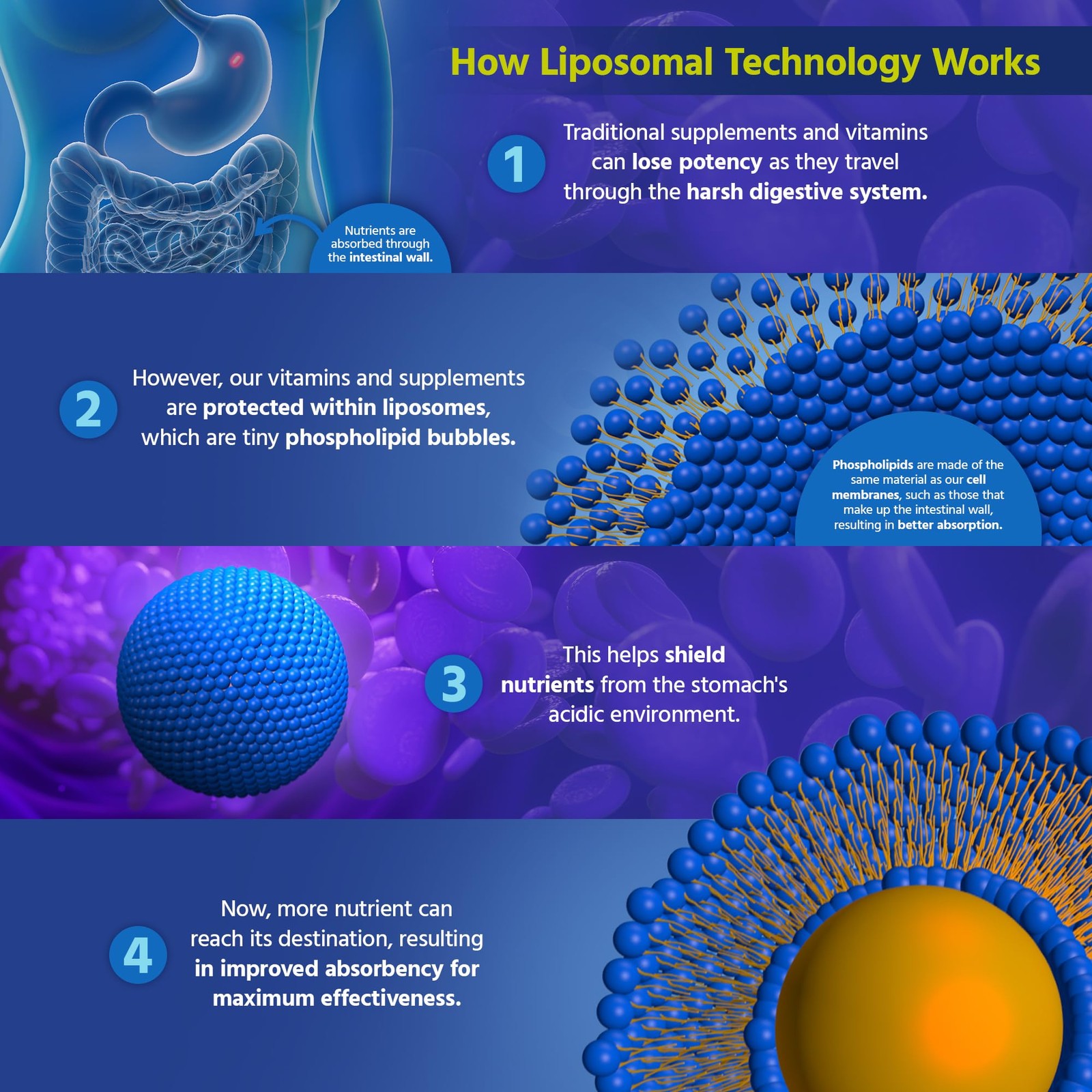Liposomal Glutathione Liquid Supplement 500mg Antioxidant for Energy Brain Skin