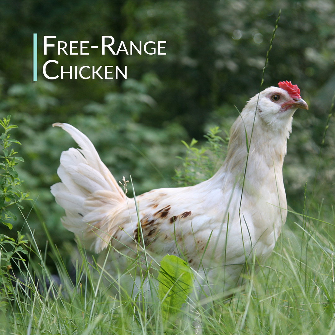 Chicken Bone Broth Collagen Powder – Pure & Organic – Free-Range (5lb / 2200g)