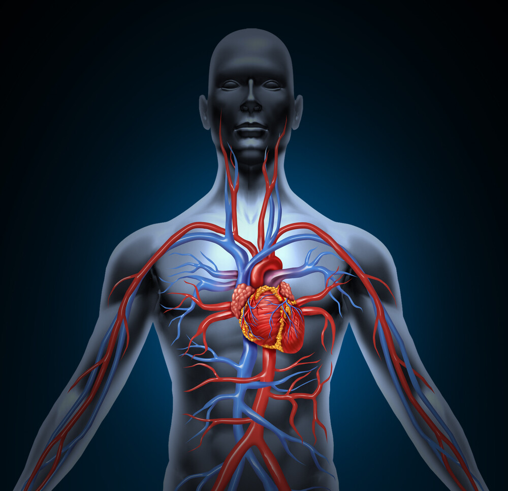BLOOD PRESSURE SUPPLEMENT – Cardiovascular Health – Blood Pressure Monitoring