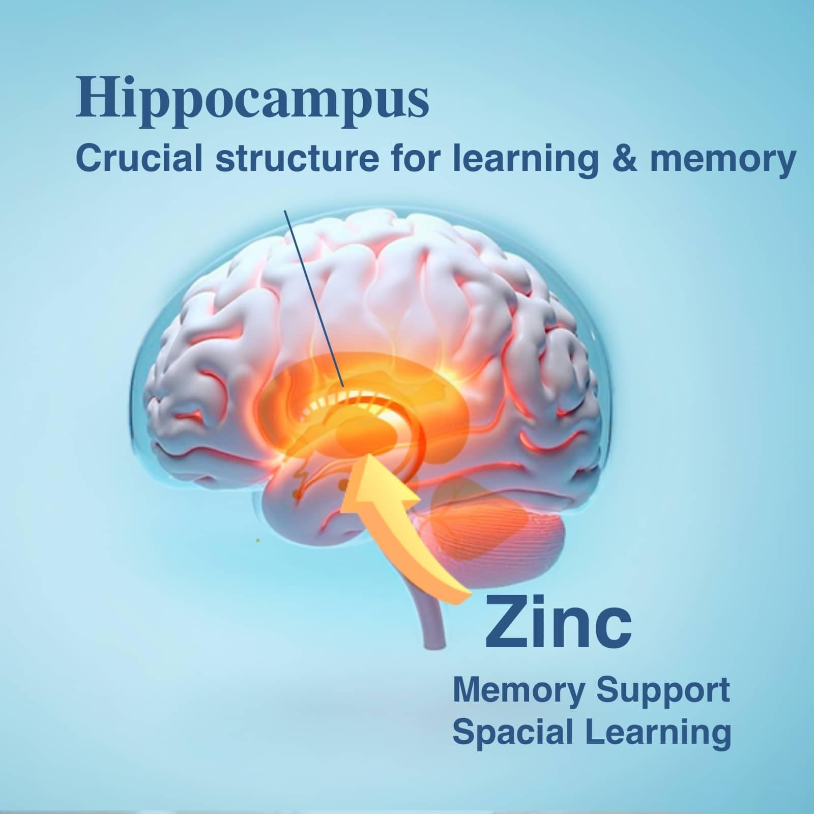 Brain Supplement 120 Caps for Memory and Focus – Cognitive Support, Caffeine