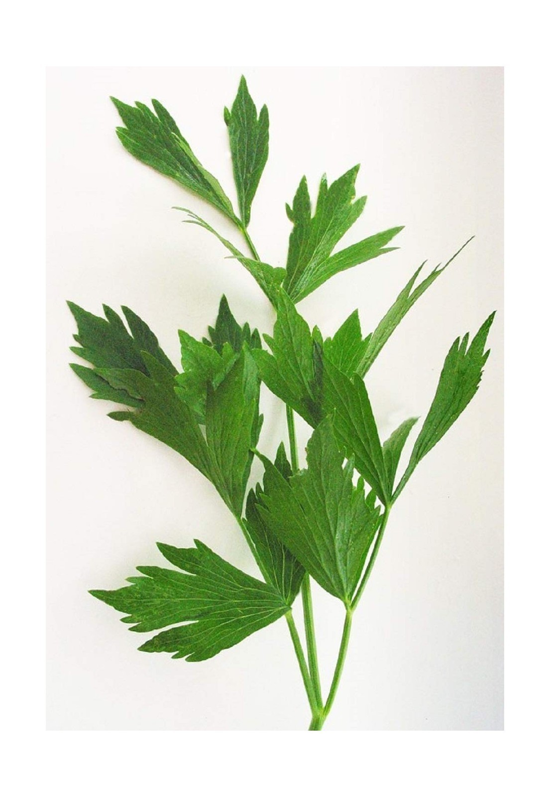 Lovage Herb Seeds – 100 Count Seed Pack- Non-GMO – an herb That Tastes Like C…