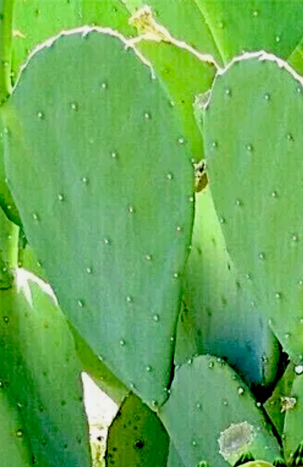 Organic Prickly Pear Cactus 8 LG Pads Spineless
