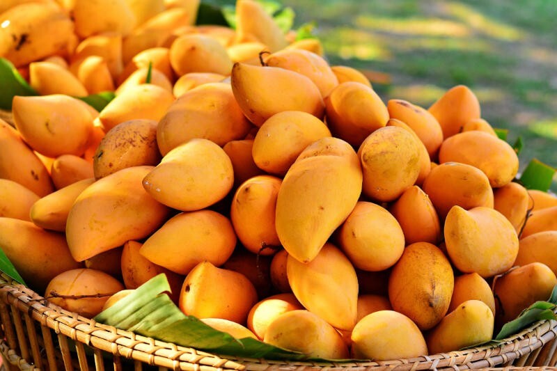 African Mango Extract 5000mg, Weight loss, Fat Burner