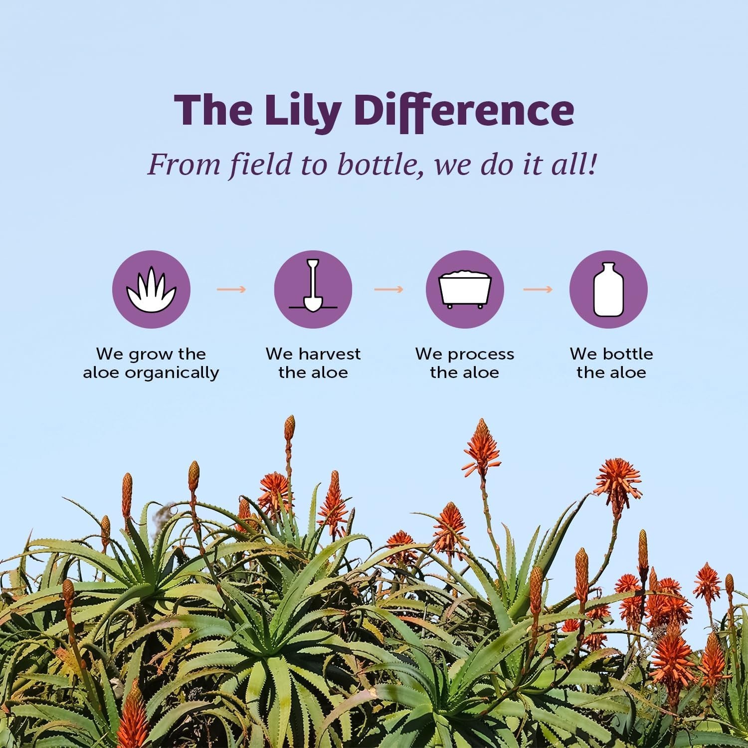 Lily of the Desert Aloe Vera Gel – Whole Leaf (Filtered) 128 fl.oz