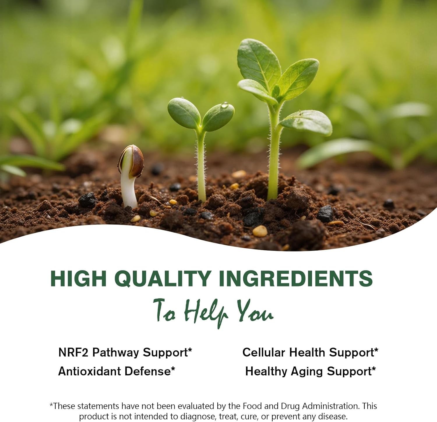 Sulforaphane from Broccoli Seed, Broccoli Supplement | Glucoraphanin, Myrosin…