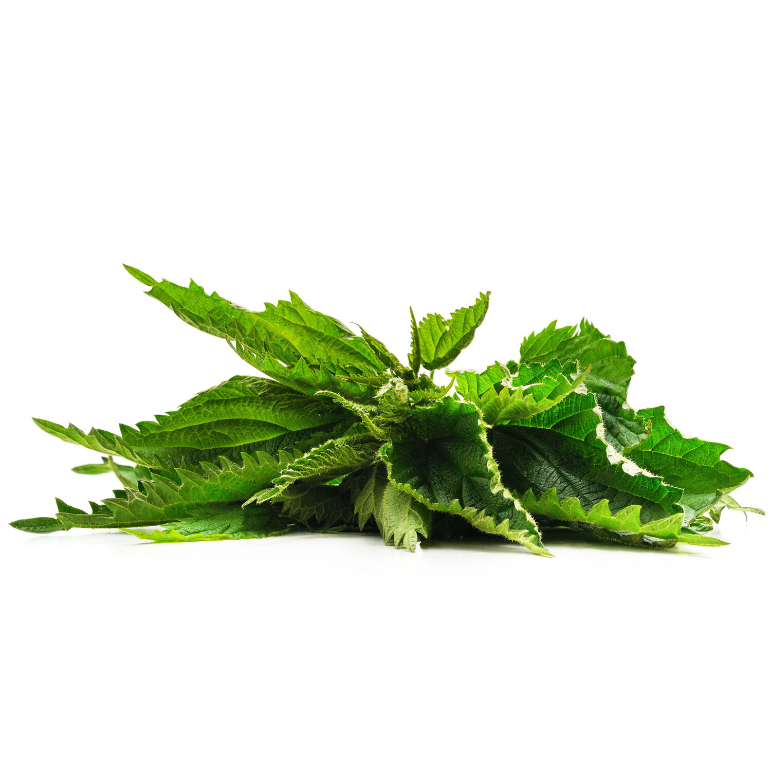 Nettle Leaf Tea Bags – 3-Pack (90) Premium Quality, Caffeine-free Herbal Tea