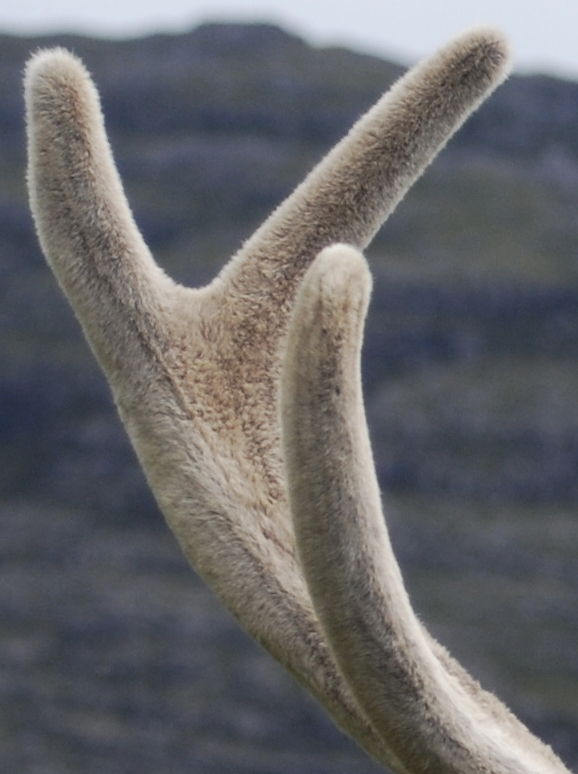 low price and great results – ELK VELVET ANTLER – made in USA – 2 B, 120 C,