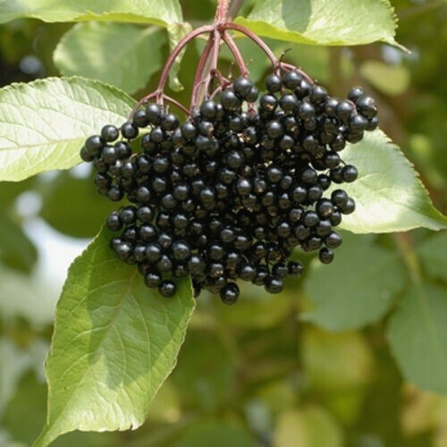 Puritan’s Pride Elderberry Sambucus, 420 mg, 120 softgels