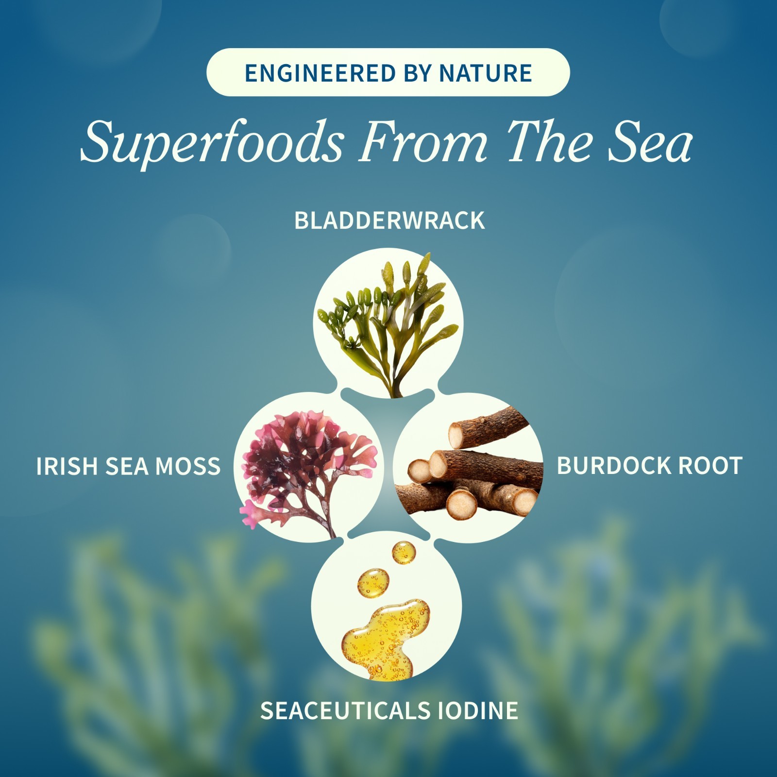 Organic Irish Sea Moss Capsules Thyroid Support Bladderwrack, Burdock Root 60ct