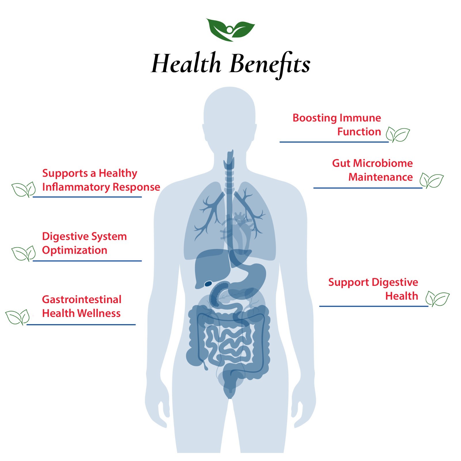 Bifidobacterium Longum Probiotic Powder 100B CFU | Bottled in USA | No Additives