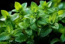 La menthe poivrée est une autre plante qui produit des huiles essentielles très utilisées.
