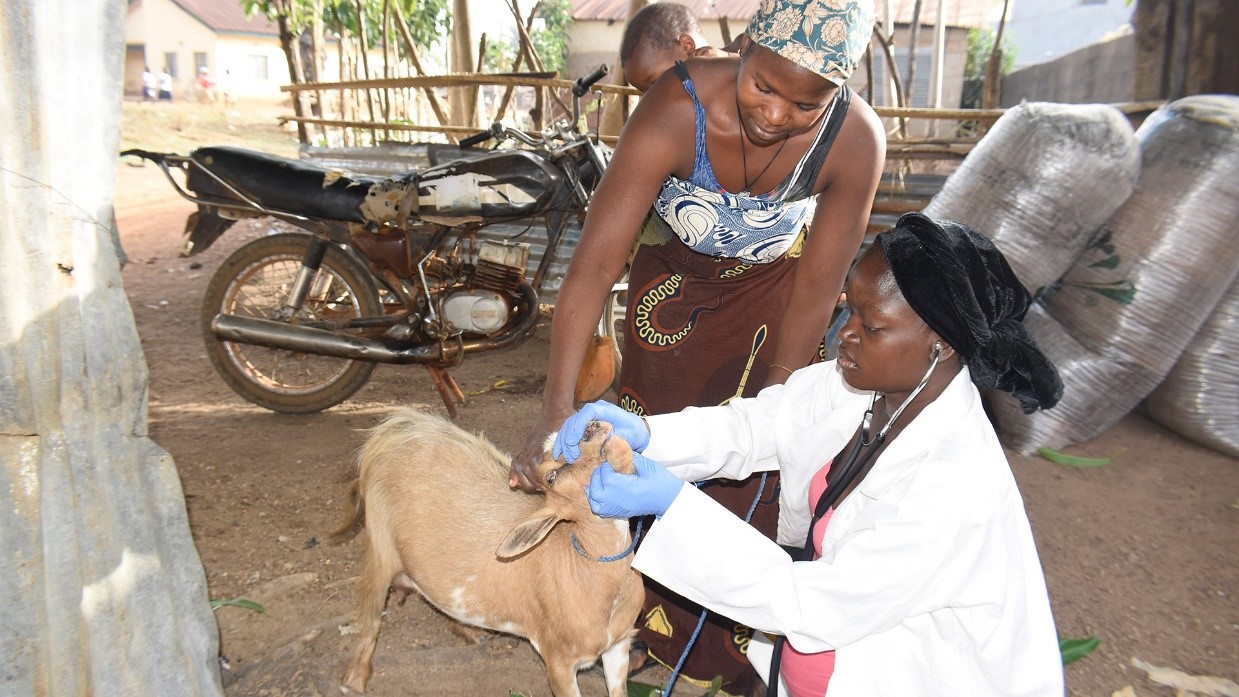 La vaccination s’est montrée particulièrement efficace contre un grand nombre de pathologies.